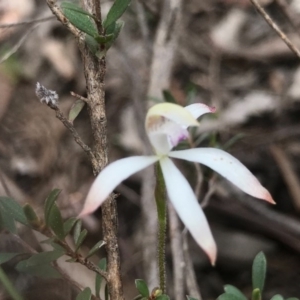 Caladenia ustulata at O'Connor, ACT - 18 Sep 2020