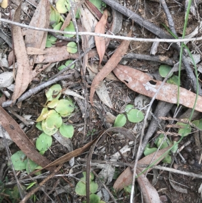 Speculantha rubescens (Blushing Tiny Greenhood) at O'Connor, ACT - 18 Sep 2020 by PeterR