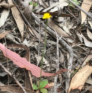 Hypochaeris glabra at O'Connor, ACT - 18 Sep 2020 03:16 PM