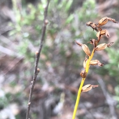 Corunastylis clivicola (Rufous midge orchid) at O'Connor, ACT - 18 Sep 2020 by PeterR