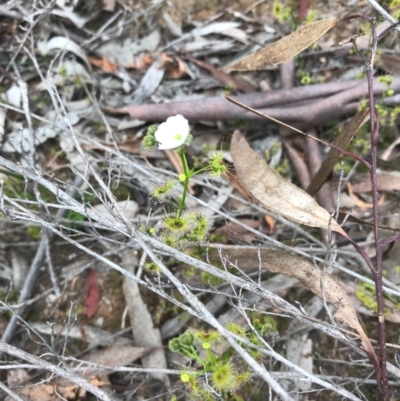 Drosera gunniana (Pale Sundew) at O'Connor, ACT - 18 Sep 2020 by PeterR