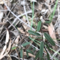 Hovea heterophylla at O'Connor, ACT - 18 Sep 2020