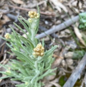 Pseudognaphalium luteoalbum at Hughes, ACT - 18 Sep 2020