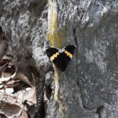 Eutrichopidia latinus (Yellow-banded Day-moth) at Wanniassa Hill - 19 Sep 2020 by RAllen