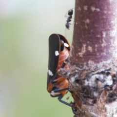 Eurymela fenestrata (Gum tree leafhopper) at Macarthur, ACT - 19 Sep 2020 by RAllen