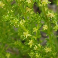 Galium gaudichaudii subsp. gaudichaudii (Rough Bedstraw) at Latham, ACT - 19 Sep 2020 by tpreston