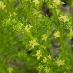 Galium gaudichaudii subsp. gaudichaudii at Latham, ACT - 19 Sep 2020