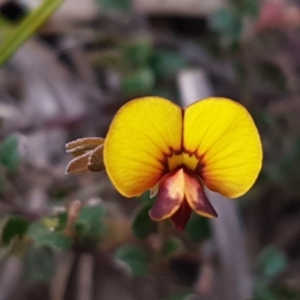 Bossiaea buxifolia at Latham, ACT - 19 Sep 2020 02:28 PM