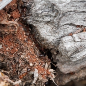 Papyrius nitidus at Macarthur, ACT - suppressed