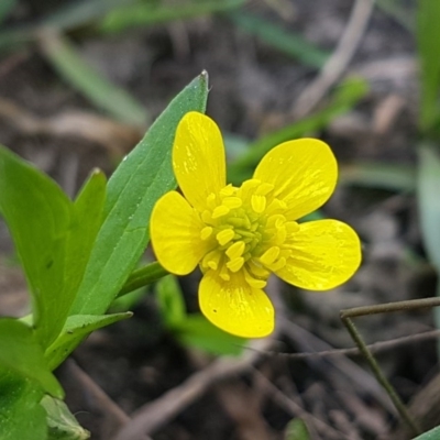 Ranunculus muricatus (Sharp Buttercup) at Stromlo, ACT - 19 Sep 2020 by tpreston