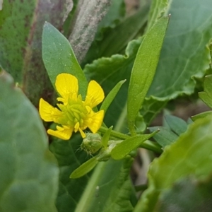 Ranunculus muricatus at Stromlo, ACT - 19 Sep 2020