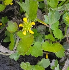 Ranunculus muricatus at Stromlo, ACT - 19 Sep 2020