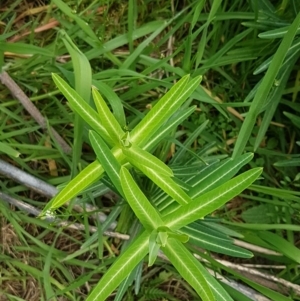 Euphorbia lathyris at Stromlo, ACT - 19 Sep 2020