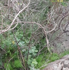 Acacia rubida at Stromlo, ACT - 19 Sep 2020