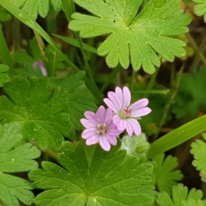 Geranium molle subsp. molle at Stromlo, ACT - 19 Sep 2020