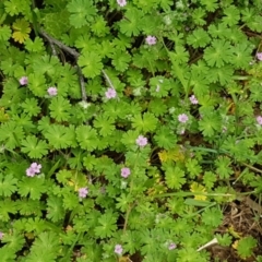 Geranium molle subsp. molle at Stromlo, ACT - 19 Sep 2020