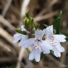 Westringia eremicola (Slender Western Rosemary) at Stromlo, ACT - 19 Sep 2020 by tpreston