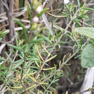 Westringia eremicola at Stromlo, ACT - 19 Sep 2020