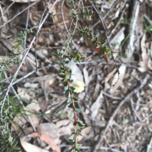 Acacia gunnii at O'Connor, ACT - 18 Sep 2020 01:52 PM