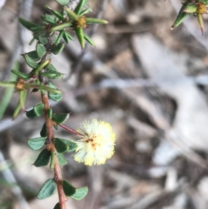 Acacia gunnii at O'Connor, ACT - 18 Sep 2020 01:52 PM