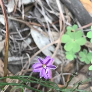 Thysanotus patersonii at O'Connor, ACT - 18 Sep 2020