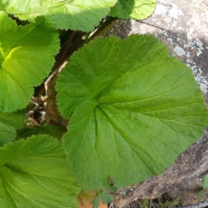 Pelargonium australe at Stromlo, ACT - 19 Sep 2020