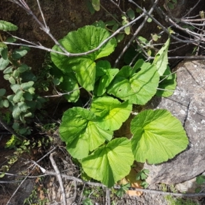 Pelargonium australe at Stromlo, ACT - 19 Sep 2020