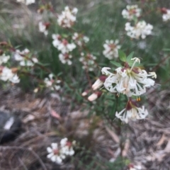 Pimelea linifolia (Slender Rice Flower) at O'Connor, ACT - 18 Sep 2020 by PeterR