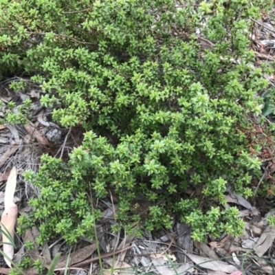 Pultenaea procumbens (Bush Pea) at O'Connor, ACT - 18 Sep 2020 by PeterR