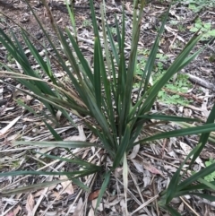 Dianella revoluta var. revoluta (Black-Anther Flax Lily) at O'Connor, ACT - 18 Sep 2020 by PeterR