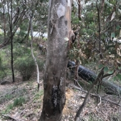 Eucalyptus blakelyi (Blakely's Red Gum) at O'Connor, ACT - 18 Sep 2020 by PeterR