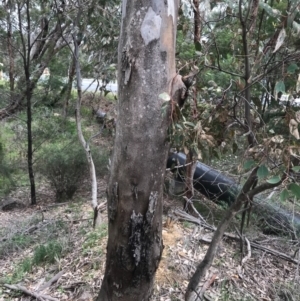 Eucalyptus blakelyi at Dryandra St Woodland - 18 Sep 2020