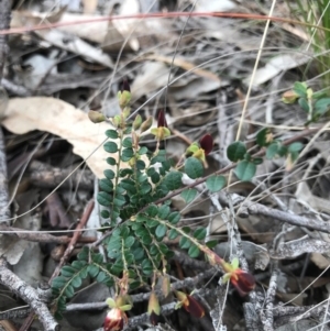 Bossiaea buxifolia at O'Connor, ACT - 18 Sep 2020