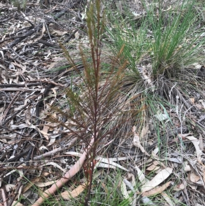 Exocarpos cupressiformis (Cherry Ballart) at O'Connor, ACT - 18 Sep 2020 by PeterR