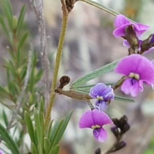 Glycine clandestina at Stromlo, ACT - 19 Sep 2020