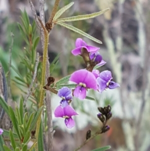 Glycine clandestina at Stromlo, ACT - 19 Sep 2020