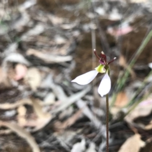 Eriochilus cucullatus at O'Connor, ACT - suppressed