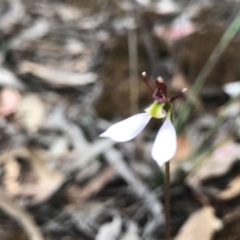 Eriochilus cucullatus at O'Connor, ACT - suppressed