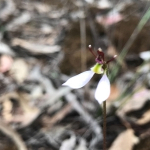 Eriochilus cucullatus at O'Connor, ACT - suppressed