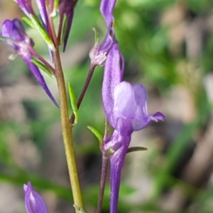 Linaria pelisseriana at Stromlo, ACT - 19 Sep 2020 12:08 PM