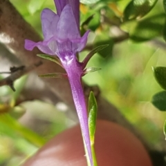 Linaria pelisseriana at Stromlo, ACT - 19 Sep 2020