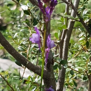 Linaria pelisseriana at Stromlo, ACT - 19 Sep 2020