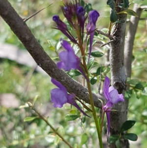 Linaria pelisseriana at Stromlo, ACT - 19 Sep 2020