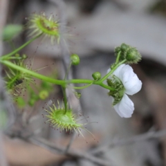 Drosera gunniana (Pale Sundew) at O'Connor, ACT - 19 Sep 2020 by ConBoekel