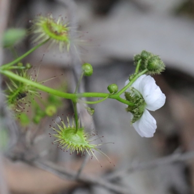 Drosera gunniana (Pale Sundew) at O'Connor, ACT - 19 Sep 2020 by ConBoekel