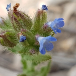 Anchusa arvensis at Stromlo, ACT - 19 Sep 2020 12:02 PM