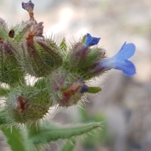 Anchusa arvensis at Stromlo, ACT - 19 Sep 2020 12:02 PM