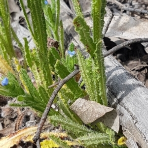 Anchusa arvensis at Stromlo, ACT - 19 Sep 2020 12:02 PM