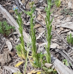 Anchusa arvensis at Stromlo, ACT - 19 Sep 2020 12:02 PM