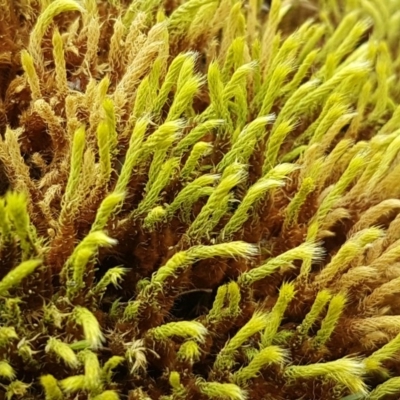 Hedwigia sp. at Woodstock Nature Reserve - 19 Sep 2020 by tpreston